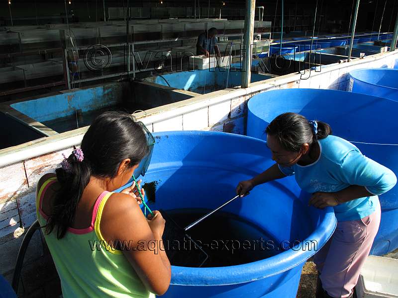 Acuicultura en Venezuela 4